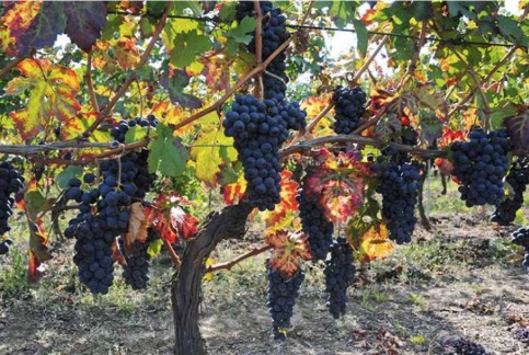 Messwein