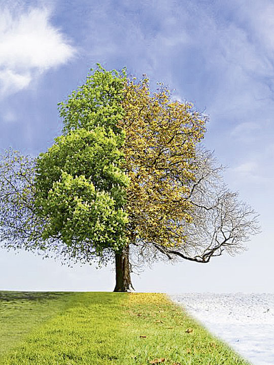 L’arbre aux 4 saisons, fil rouge de la célébration de décembre 2018.