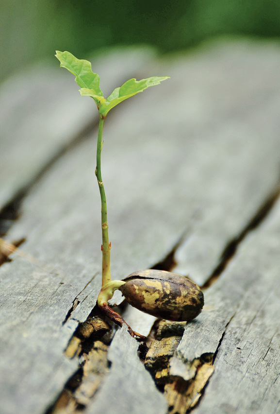 Credo pour la terre