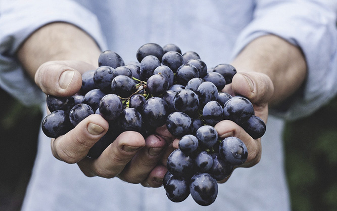 « Fruit de la vigne et du travail des hommes »