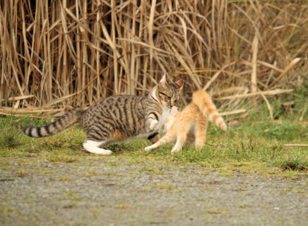 Un matou et une petite « chatonne »